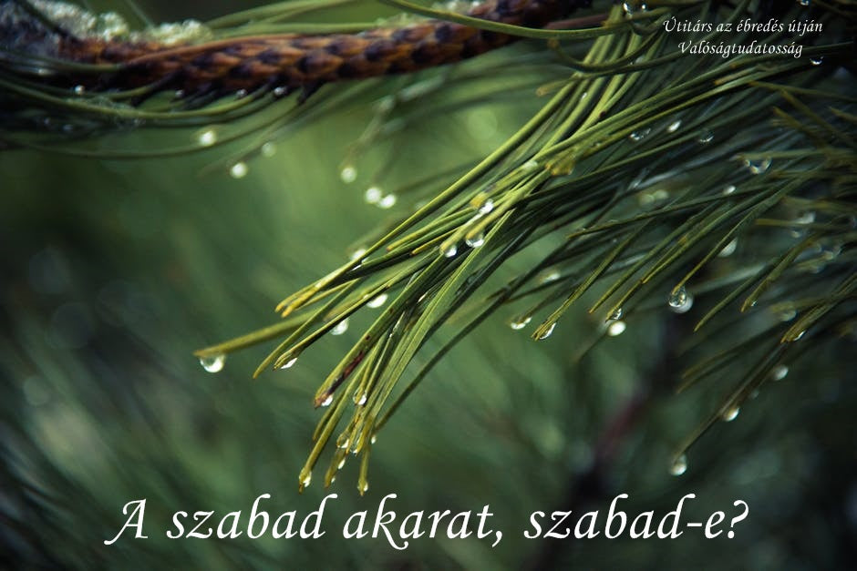 A szabad akarat szabad-e?